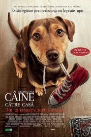 Drumul unui câine către casă – A Dog’s Way Home